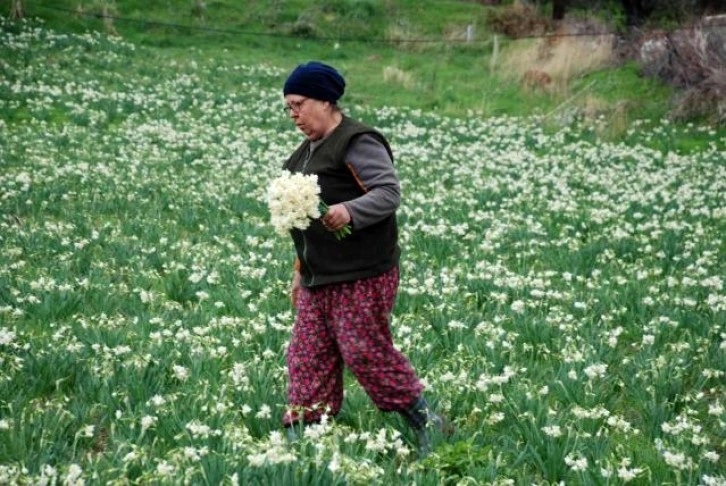 İzmir'i nergis kokusu sardı