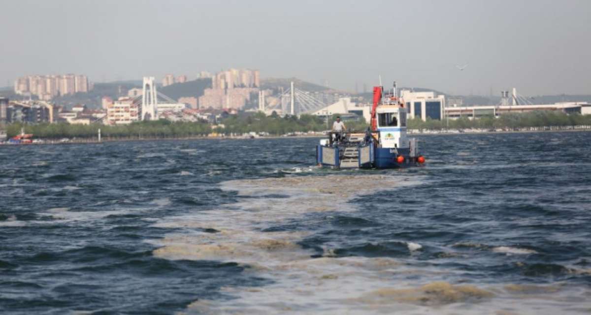 İzmit Körfezi'nde 50 günde 150 ton deniz salyası toplandı