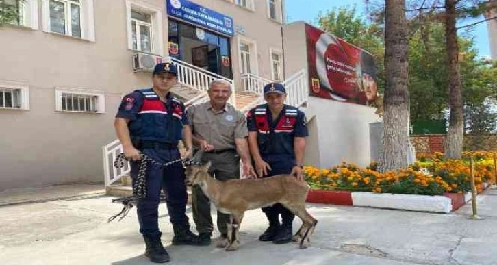 Jandarma yaralı dağ keçisi buldu