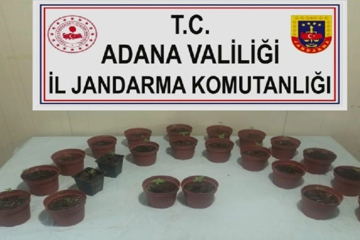 Kaçan otomobilde 23 saksı kenevir ele geçirildi