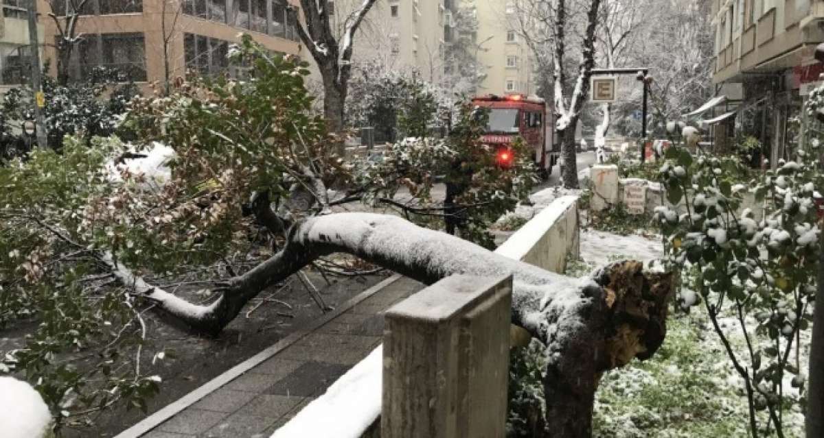 Kadıköy'de kar yağışına dayanamayan ağaç, araçların üzerine devrildi