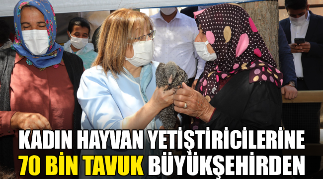 Kadın hayvan yetiştiricilerine 70 bin tavuk büyükşehirden