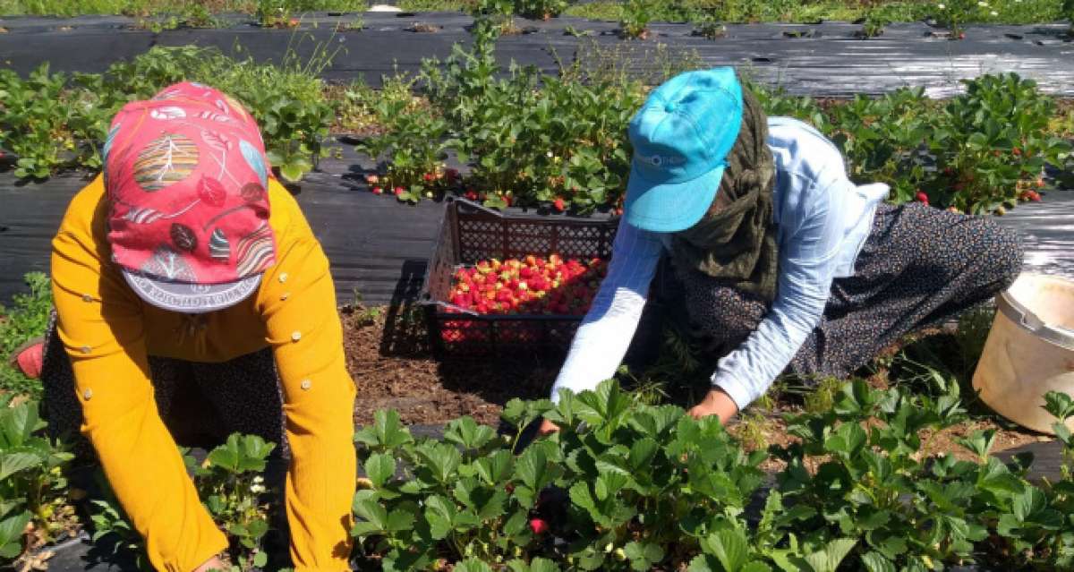 Kahramanmaraş'ta örtü altında yetiştirilen çileğin ilk hasadı yapıldı