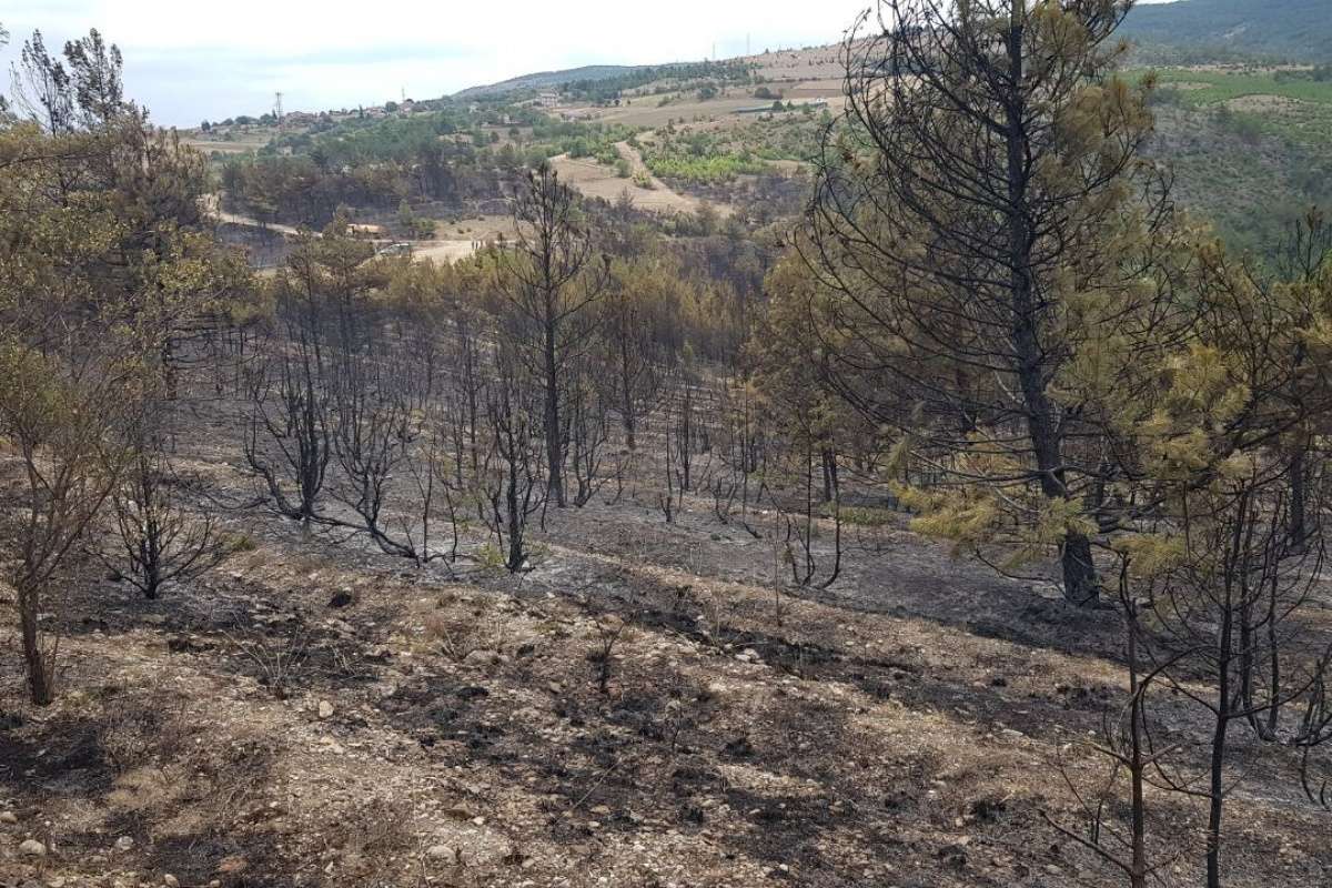 Karabük'te alevlerin yaktığı ormanda simsiyah görüntüler oluştu