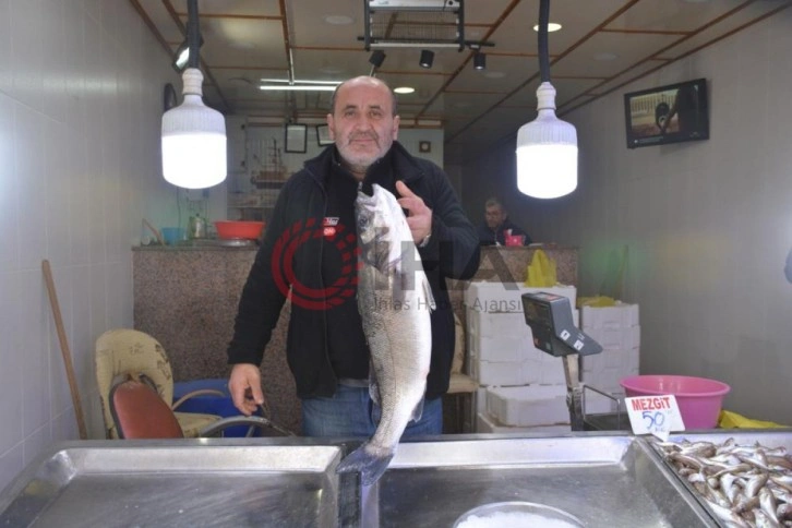 Karadeniz’de 4,5 kiloluk levrek avlandı