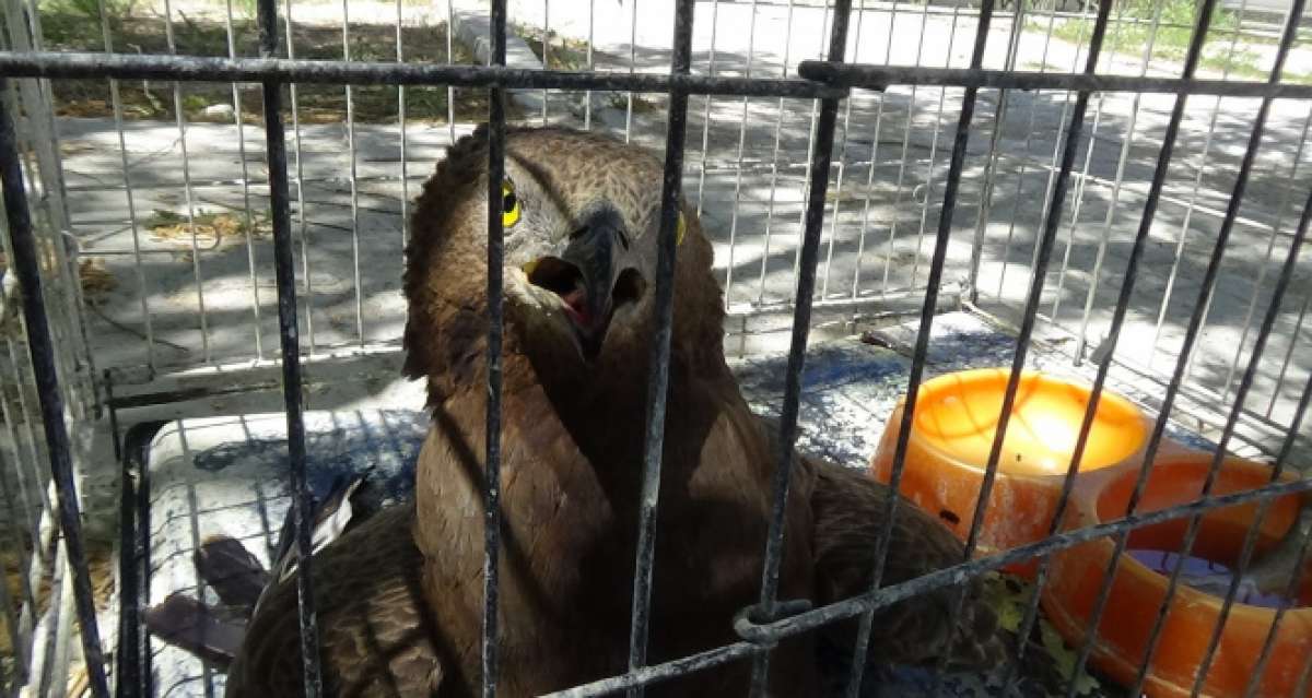 Kargaların yaraladığı Arı Şahinleri tedavi altına alındı