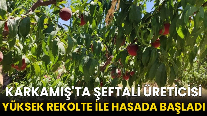 Karkamış'ta şeftali üreticisi yüksek rekolte ile hasada başladı