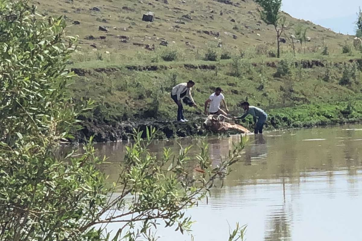 Kars'ta bataklığa saplanan ineği vatandaşlar kurtardı