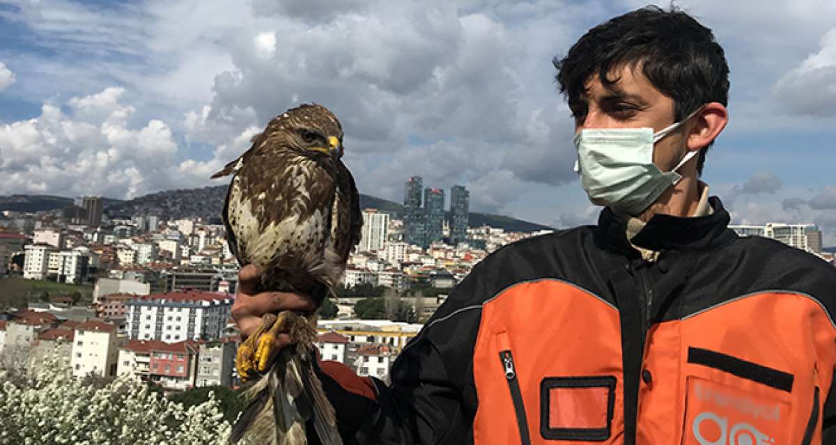 Kartal'da aç kalan yırtıcı şahin kent merkezine indi