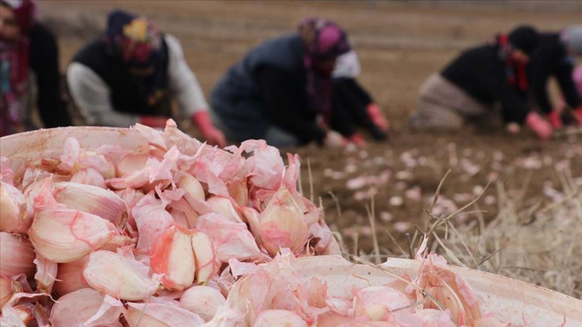 Kastamonu'nun 'beyaz altın'ında ekim dönemi başladı