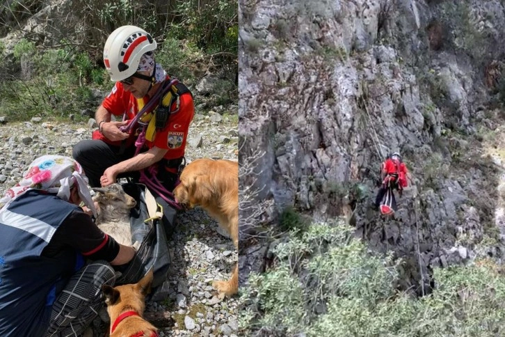 Kayalıklarda 4 gündür mahsurdu, AKUT kurtardı