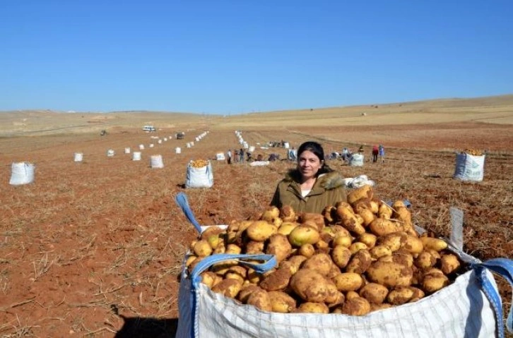 Kayısı diyarında patates hasadı tamamlanmak üzere