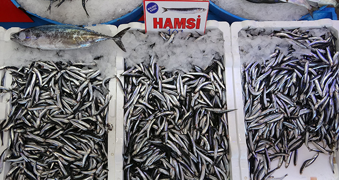 Kendisi küçük, lezzeti büyük Karadeniz hamsisine yoğun ilgi