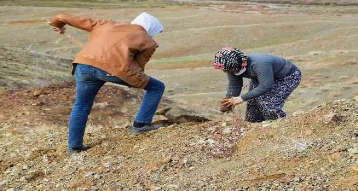 Kilis’te 16 hektara badem dikildi