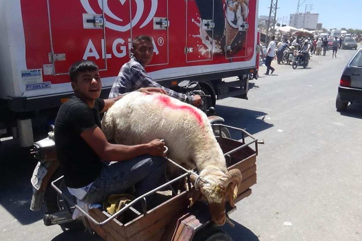 Kilis'te kurbanlıklar motosikletle taşınıyor