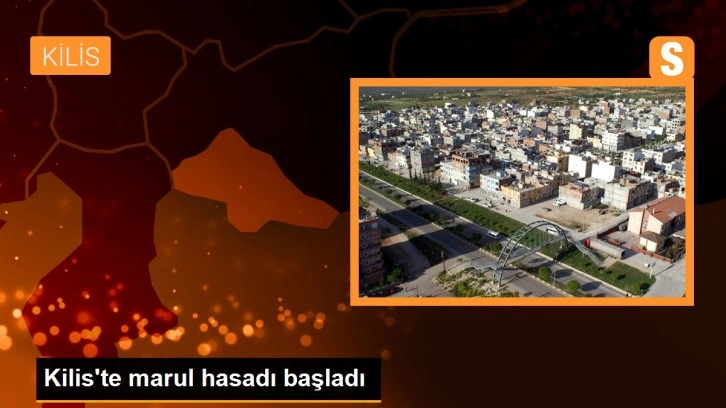 Kilis'te marul hasadı başladı