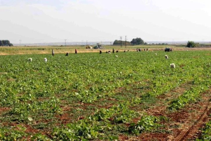 Kilis'te turşuluk hıtta acur zamanı