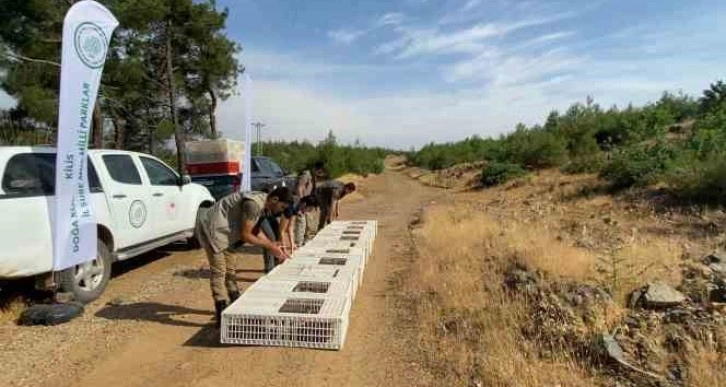 Kilis’te yüzlerce keklik doğaya bırakıldı