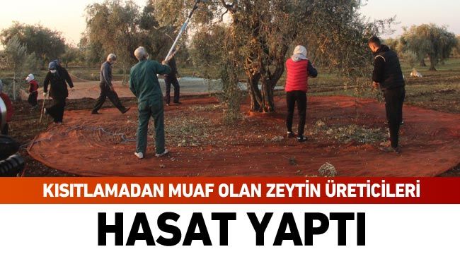 Kısıtlamadan muaf olan zeytin üreticileri hasat yaptı