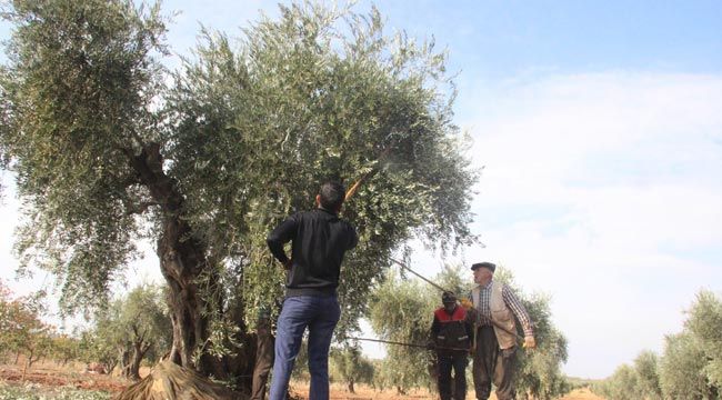 Koranavirüs zeytin hasadını vurdu