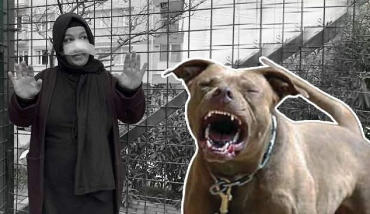 Korkunç! Spor yaparken pitbull saldırdı