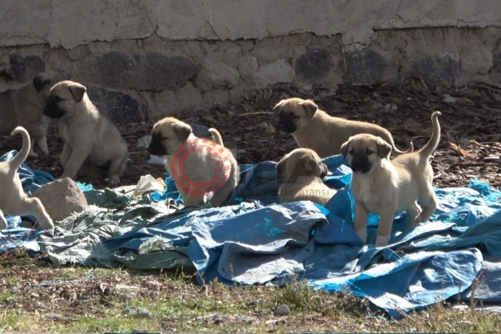 Kuduz köpeğin ısırdığı çocuğun köyünde başıboş köpekler korku saçıyor