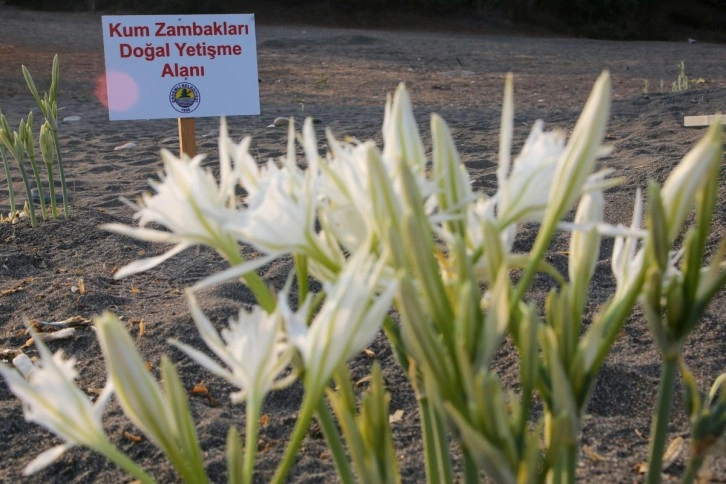 Kum zambaklarına şeritli ve levhalı koruma