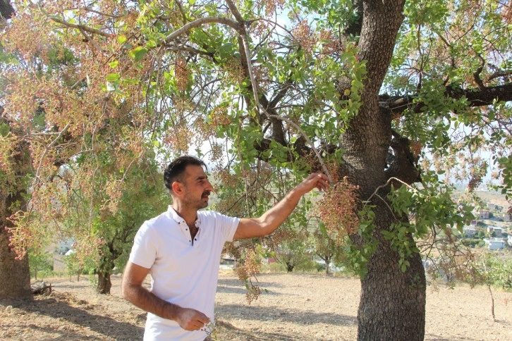 Kuraklık bıttımı vurdu, çiftçiler dertli