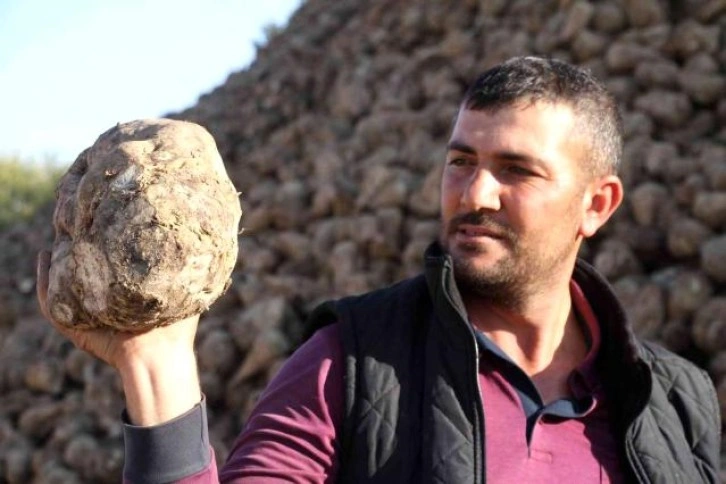 Kuraklık şeker pancarını da vurdu, üretim yüzde 8 azaldı