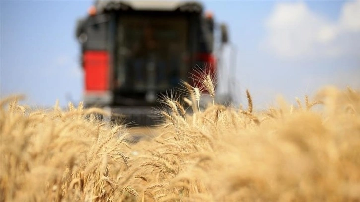 Küresel gıda fiyatları ekimde hafif geriledi