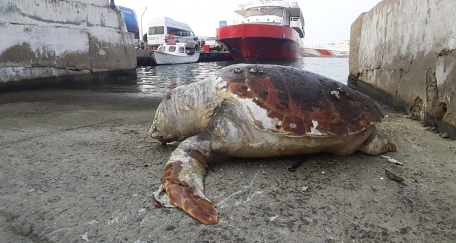 Kuşadası'nda 45 yaşında caretta caretta kıyıya vurdu