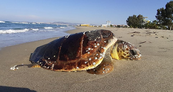 Kuşadası’nda iki kaplumbağa ölü olarak bulunduu