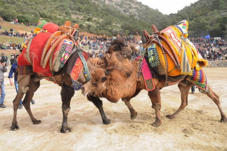 Kuşadası'ndaki eski deve güreşleri alanı sanatın merkezi oldu