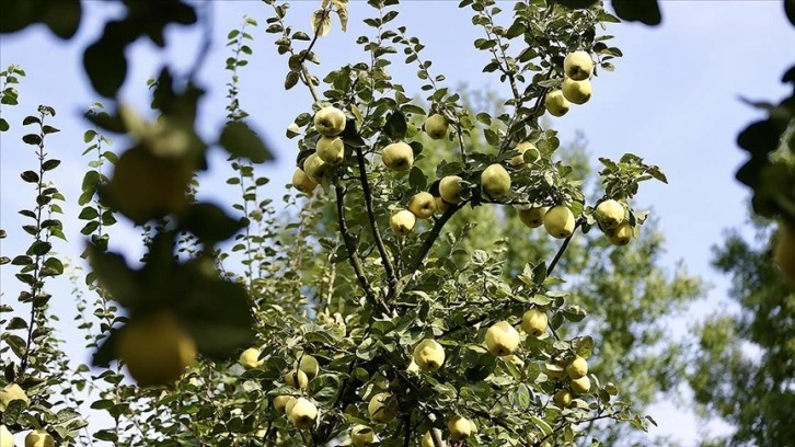 Lezzeti sınırları aşan Eşme ayvasında 4 bin ton rekolte bekleniyor