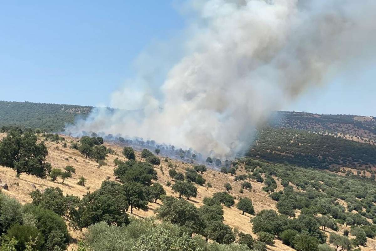 Manisa'da makilik alanda yangın