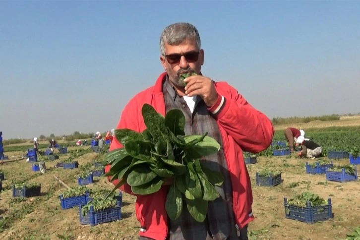 Manisalı üretici 'Biz zehir yetiştirmiyoruz' deyip, çiğ ıspanak yedi