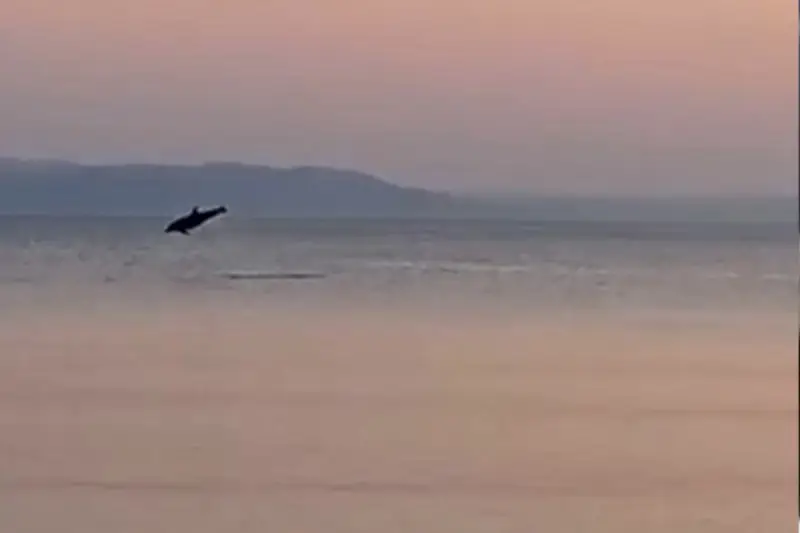 Marmara’da yunusların yaptığı geçiş izleyenleri mest etti