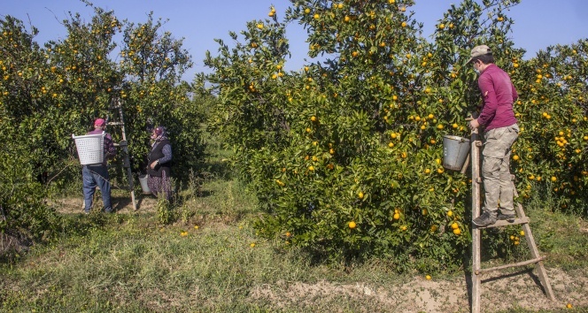 Maskeli, mesafeli mandalina hasadı başladı