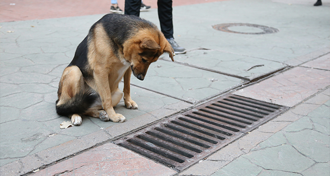 Mazgalı izleyen köpeğin sırrı ortaya çıktı