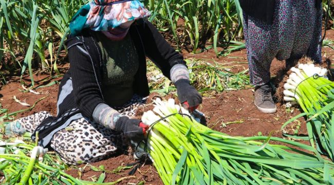 Mevsimlik işçilerin zorlu mesaisi başladı 