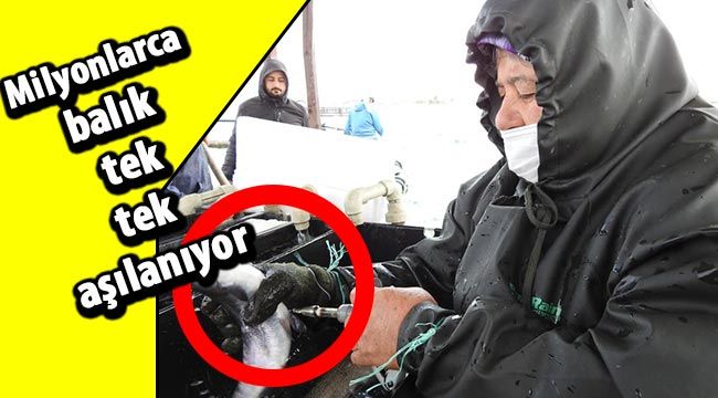 Milyonlarca balık tek tek aşılanıyor 