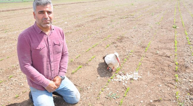 Muhtardan yaralı leylek nöbeti