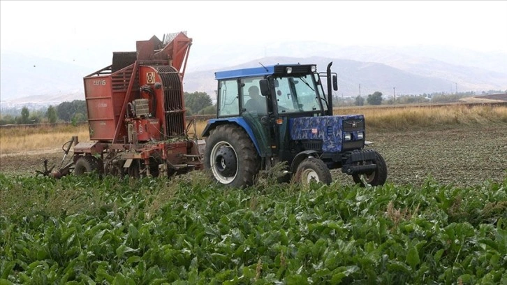 Muş'ta bu yıl 40 bin 500 ton şeker üretimi hedefleniyor