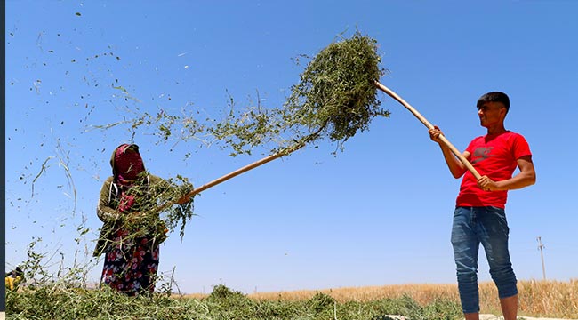 Nanede hasat zamanı