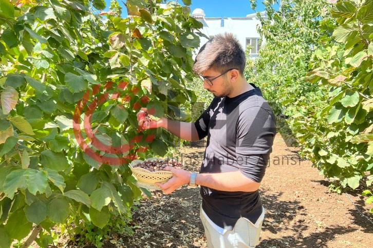 Okulu bırakıp, Mardin’de fındık üretmeye başladı