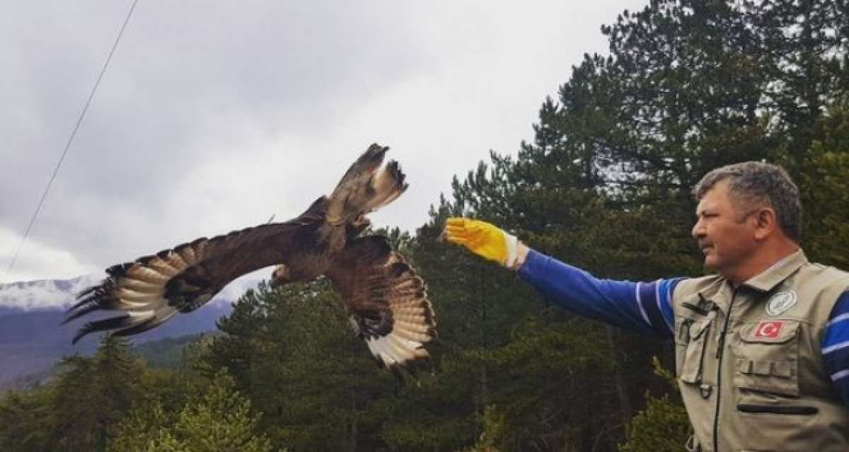 Ölmek üzereyken bulunmuştu, yeniden doğaya salındı