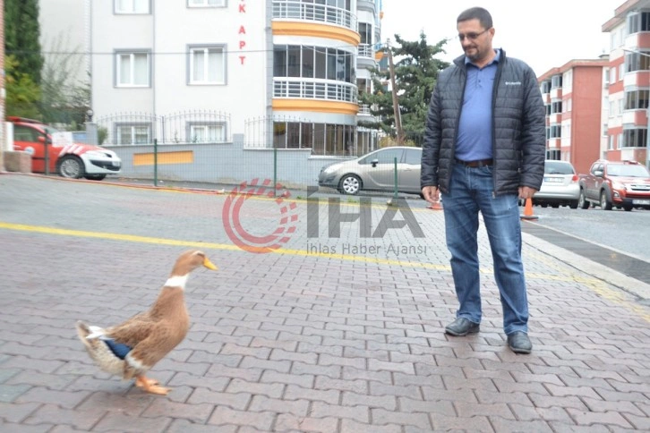 Ördeğiyle gezen adam: Sokakta, parkta bir an olsun sahibinin peşini bırakmıyor