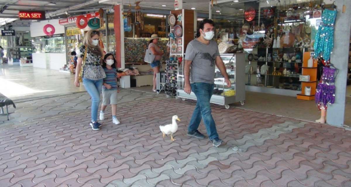 Ördekleriyle çarşı pazar geziyor, görenleri şaşkına çeviriyorlar