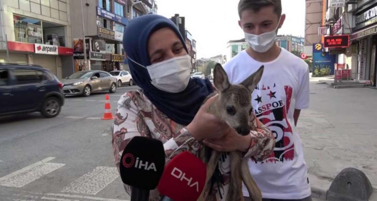 Ormanda ot toplamaya gitti, yavru karaca buldu