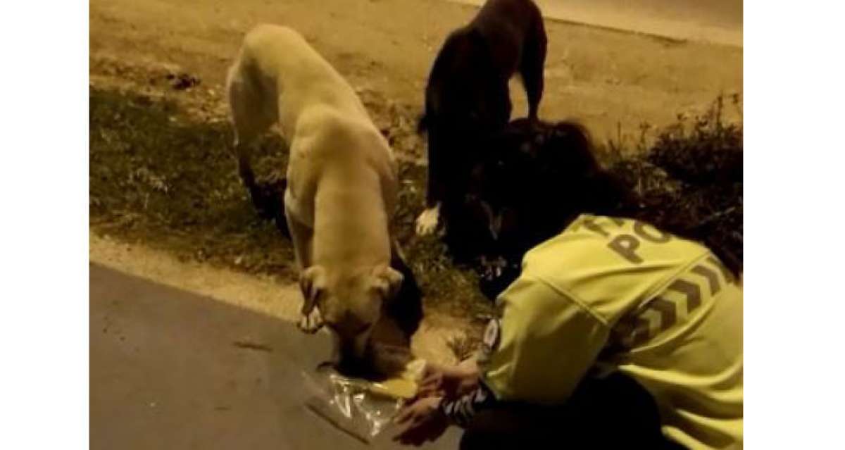 Radar polis memuru iftar kumanyasını sokak köpeklerine verdi